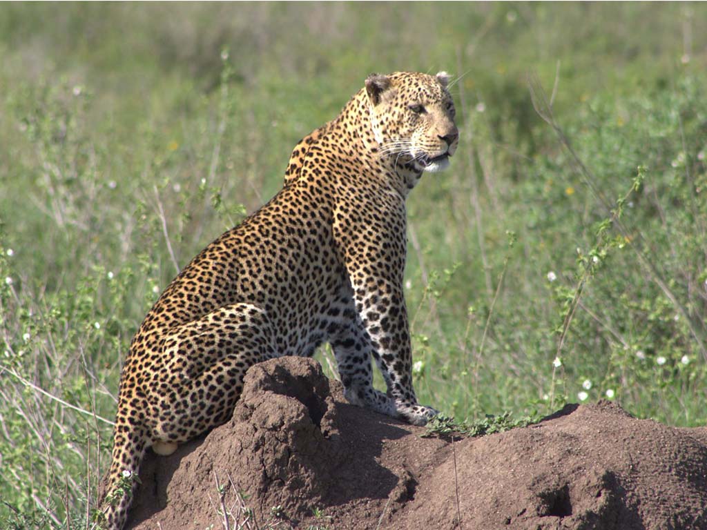 Leopard serengeti Afrotrip